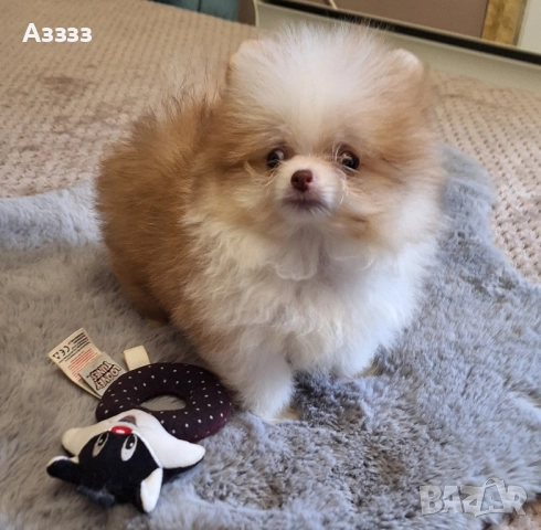 Померан мини 