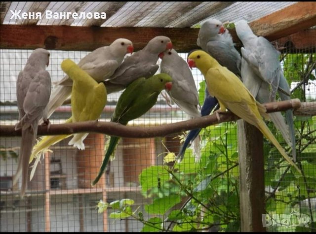 папагали малък Александър розела, снимка 1 - Папагали - 43545114