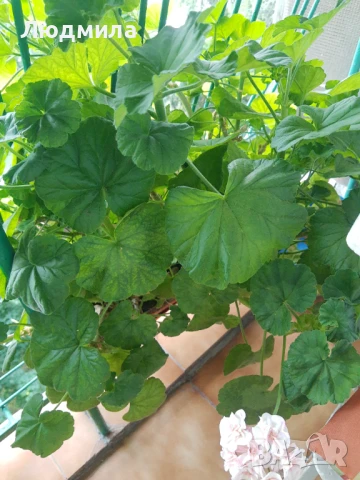 Мушкато,сандъчета,големи,отгледани,последни бройки,ДОГОВАРЯНЕ,готови за декорация и ползване за дома, снимка 12 - Градински цветя и растения - 50448492