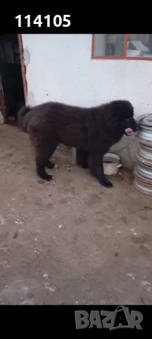 Мъжко на 7мес., снимка 1