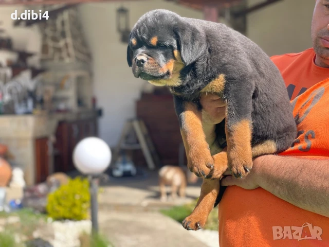 Ротвайлер, снимка 14 - Ротвайлер - 50765987