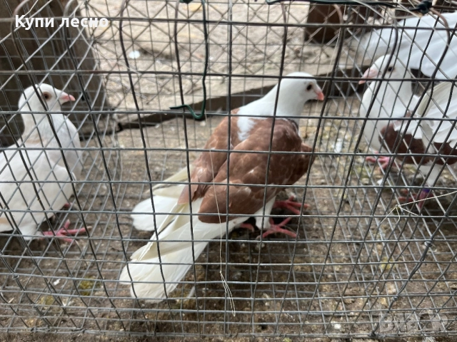 Пощи на капак гълъби , снимка 9 - Гълъби - 52455778