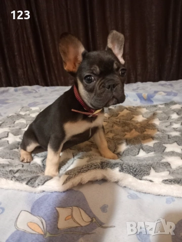 Френски булдог момиченце