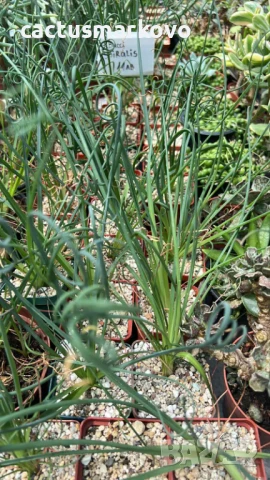 Albuca spiralis