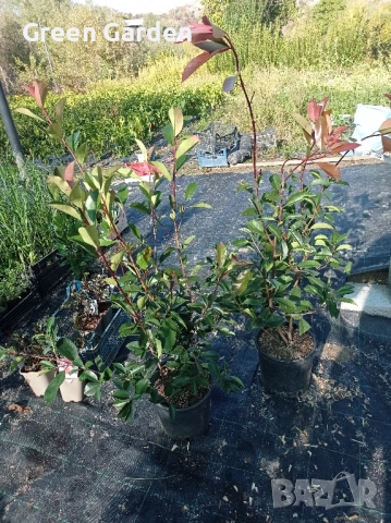 Фотиния Ред Робин , снимка 2 - Градински цветя и растения - 52006179