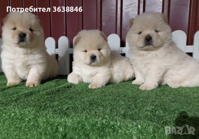 Чау чау, снимка 3 - Чау Чау - 52967781