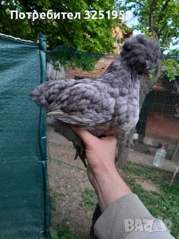 Колумбийска брама ,струмски стандарт, мини кохин,испенч и пилета, снимка 7 - други­ - 36961467