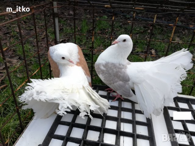  ФЕНЕРЛИИ 60 лв., снимка 11 - Гълъби - 24470593