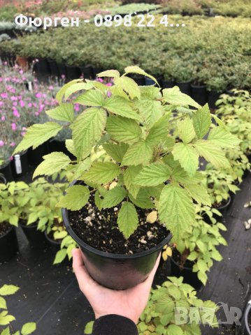 Мини джуджевидна - Саксийна Малина , Къпина и жълта Малина, снимка 11 - Разсади - 40340470