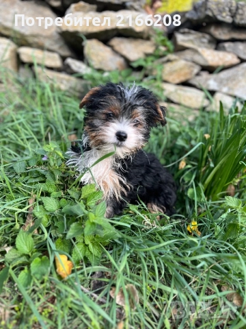 Йоркширски Териер Бивър, снимка 1