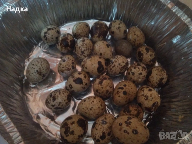 Пдпъдъчи яйца