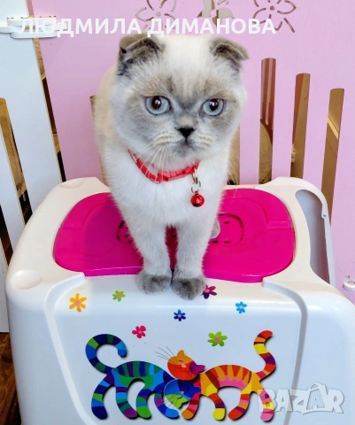 Шотландско момиче със сини очи. , снимка 4 - Британска късокосместа - 53291975