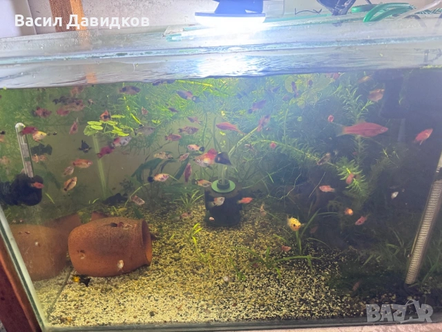 Живородни , Бял папагал и растения , снимка 15 - Рибки - 53453460