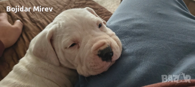 Дого Аржентино, снимка 5 - Дого аржентино - 53045596