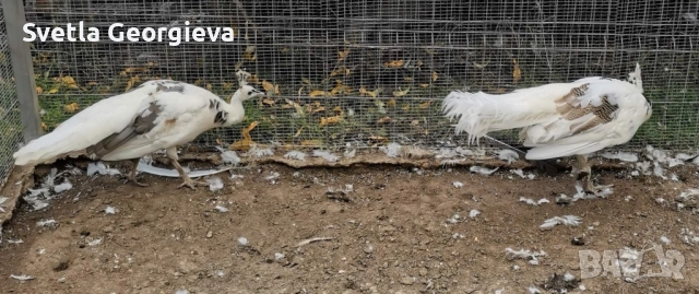 Тригодишни пауни, снимка 9 - други­ - 52105928