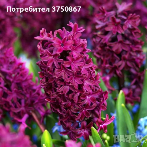 🌸🌿💞 Зюмбюл в саксия (Hyacinthus), снимка 14 - Градински цветя и растения - 53385103