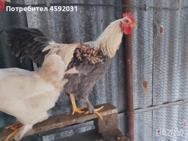 Петлета, снимка 5 - Кокошки и пуйки - 52930601