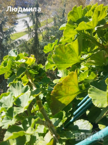 Мушкато,много богати,големи сандъчета с над 10 корена,последни бройки., снимка 12 - Стайни растения - 52235443