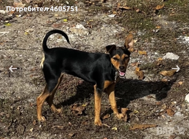 Пинчер женски 8м