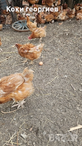 продавам кокошки носачки ломан Браун за яйца 