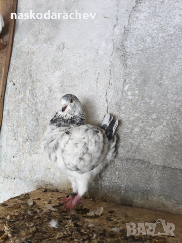 Гълъби порода Америка Кинг, Кингове, снимка 14 - Гълъби - 52411130