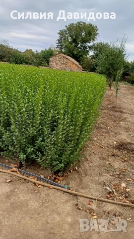 0.70 Лигуструм на корен, снимка 9 - Градински цветя и растения - 51968752