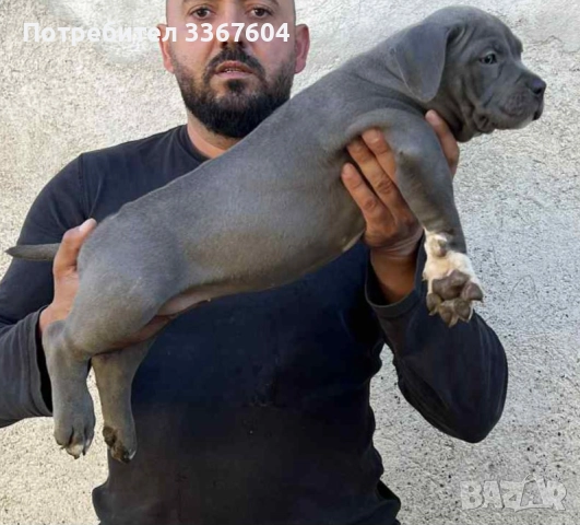 Американско були , снимка 1