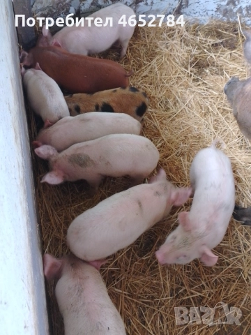 Малки прасенца на 40 дни, снимка 3 - Прасета - 52534604
