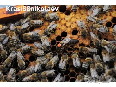 Пчелни майки , снимка 6 - За пчели - 50136669