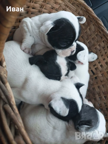 Френски булдог 