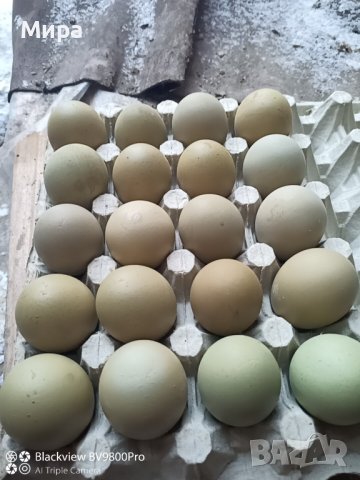 Яйца за люпене 