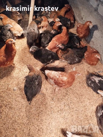 продавам пилета, снимка 2 - Кокошки и пуйки - 52823505