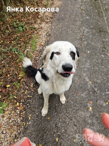 Младо куче търси своя дом!, снимка 4 - Други - 52008103