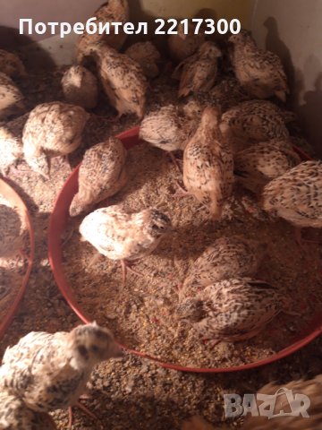 Продавам пъдпъдъци , снимка 2 - Кокошки и пуйки - 32479209