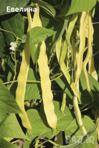 Високодобивен сорт боб