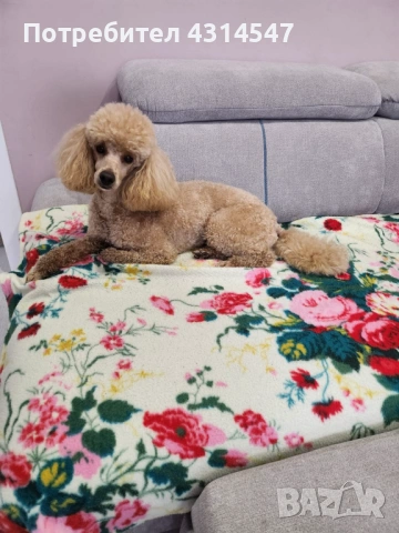 Джой Мини пудел на 4г си търси приятялка 