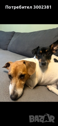 Джак Ръсел териер, снимка 13 - Джак ръсел териер - 52887126