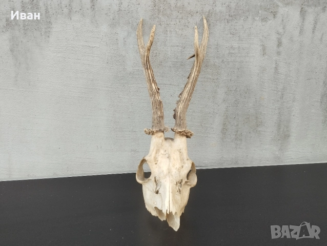 трофей от сръндак 