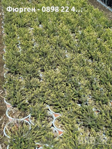 Ерика, снимка 13 - Разсади - 37473257