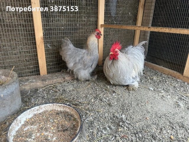 Мини Кохин , снимка 2 - Кокошки и пуйки - 53303798