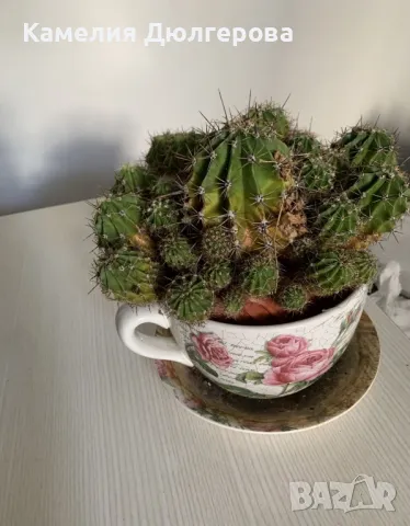 Цъфтящ кактус - 15лв.