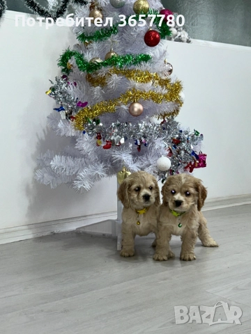 Американски кокер шпаноли, снимка 7 - Кокер шпаньол - 52794381