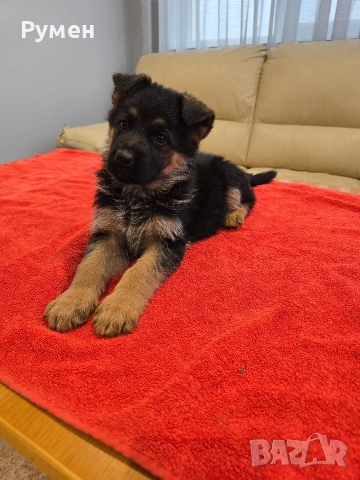 Уникална млада госпожица , снимка 5 - Немска овчарка - 52881278