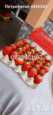 Разсад ягоди , снимка 2 - Разсади - 53132731