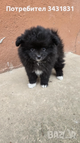 Померани на два месеца.Ваксинирани!Търсят новите си стопани,да ги гледат и обичат!, снимка 7 - Померан - 52158026
