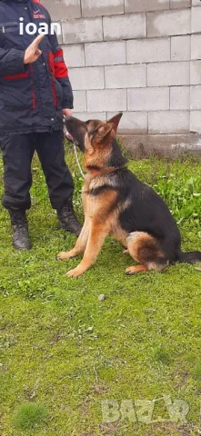 Хотел и обучение на Кучета 