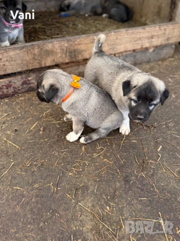 Кангал /Кангалчета, малки , снимка 4 - Кангал - 53493206