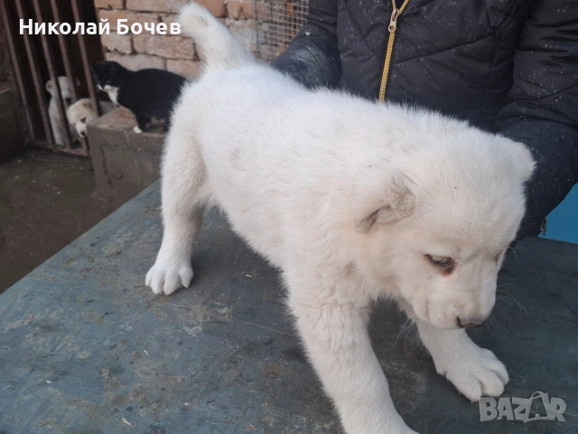 АЛАБАЙ, снимка 13 - Алабай - 53395565