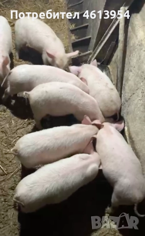 Продавам прасенца