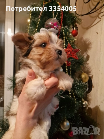 мъжко йорки бивър уникални кученца , снимка 5 - Йоркширски териер - 52586204
